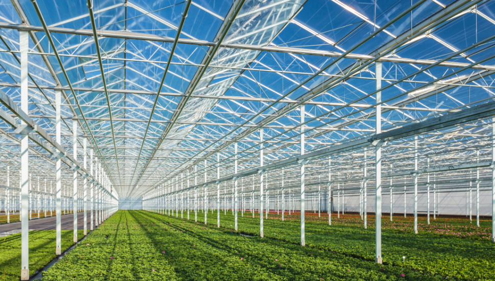 Greenhouse